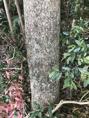 Gmelina leichhardtii