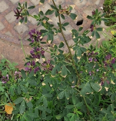 Medicago sativa
