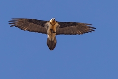 Gypaetus barbatus barbatus