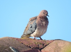 Streptopelia senegalensis senegalensis