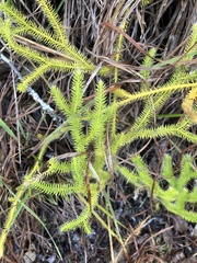 Lycopodiaceae