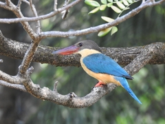 Pelargopsis capensis