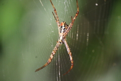 Argiope versicolor