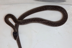 Crotaphopeltis hotamboeia