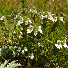 Euphrasia tetraquetra