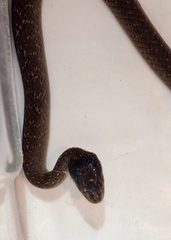 Crotaphopeltis hotamboeia