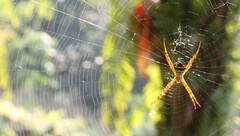 Argiope versicolor