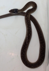 Crotaphopeltis hotamboeia