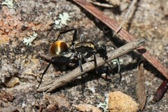 Polyrhachis ammon