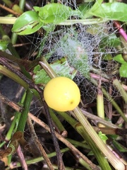 Solanum viarum