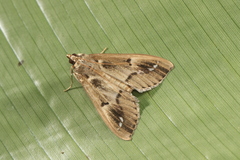 Diaphania costaricalis