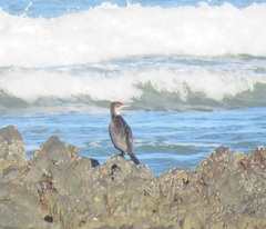 Phalacrocorax carbo lucidus