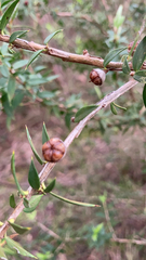 Leptospermum scoparium