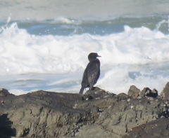 Microcarbo coronatus