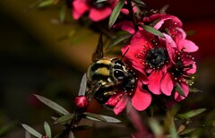 Xylocopa bombylans