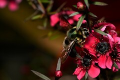 Xylocopa bombylans