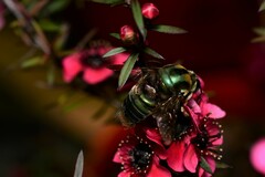 Xylocopa bombylans