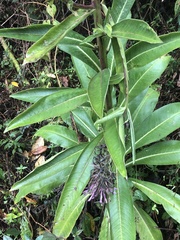 Lactuca canadensis