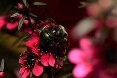 Xylocopa bombylans