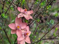 Thelymitra × macmillanii