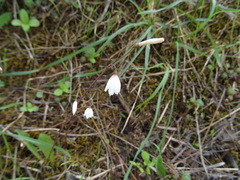Acis autumnalis