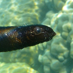 Emydocephalus annulatus