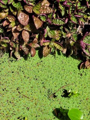Azolla pinnata