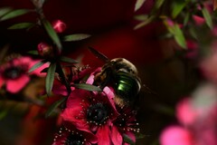 Xylocopa bombylans