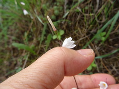 Acis autumnalis