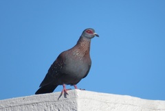Columba guinea phaeonota