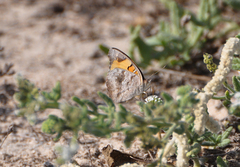 Junonia hierta