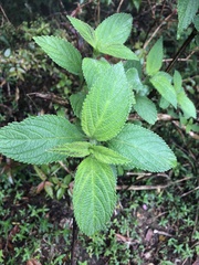 Verbenaceae