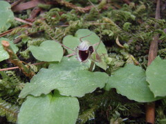 Corybas oblongus