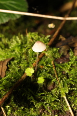 Mycena galopus