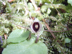 Corybas oblongus