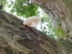 Oudemansiella