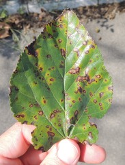 Cercospora moricola