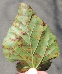 Cercospora moricola