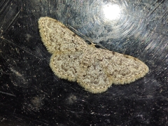 Idaea cervantaria