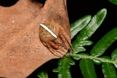 Hortophora