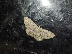 Idaea cervantaria