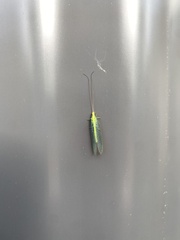 Apertochrysa edwardsi