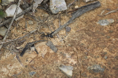 Camponotus suffusus