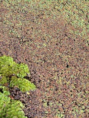 Azolla pinnata
