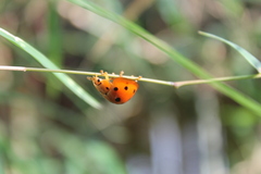 Harmonia dimidiata