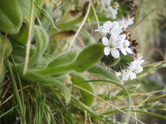 Myosotis rakiura