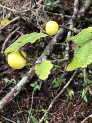 Solanum viarum