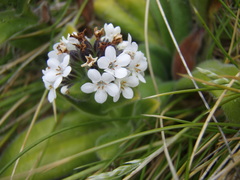 Myosotis rakiura