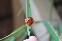 Harmonia dimidiata