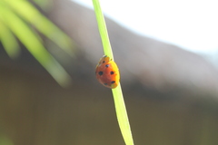 Harmonia dimidiata